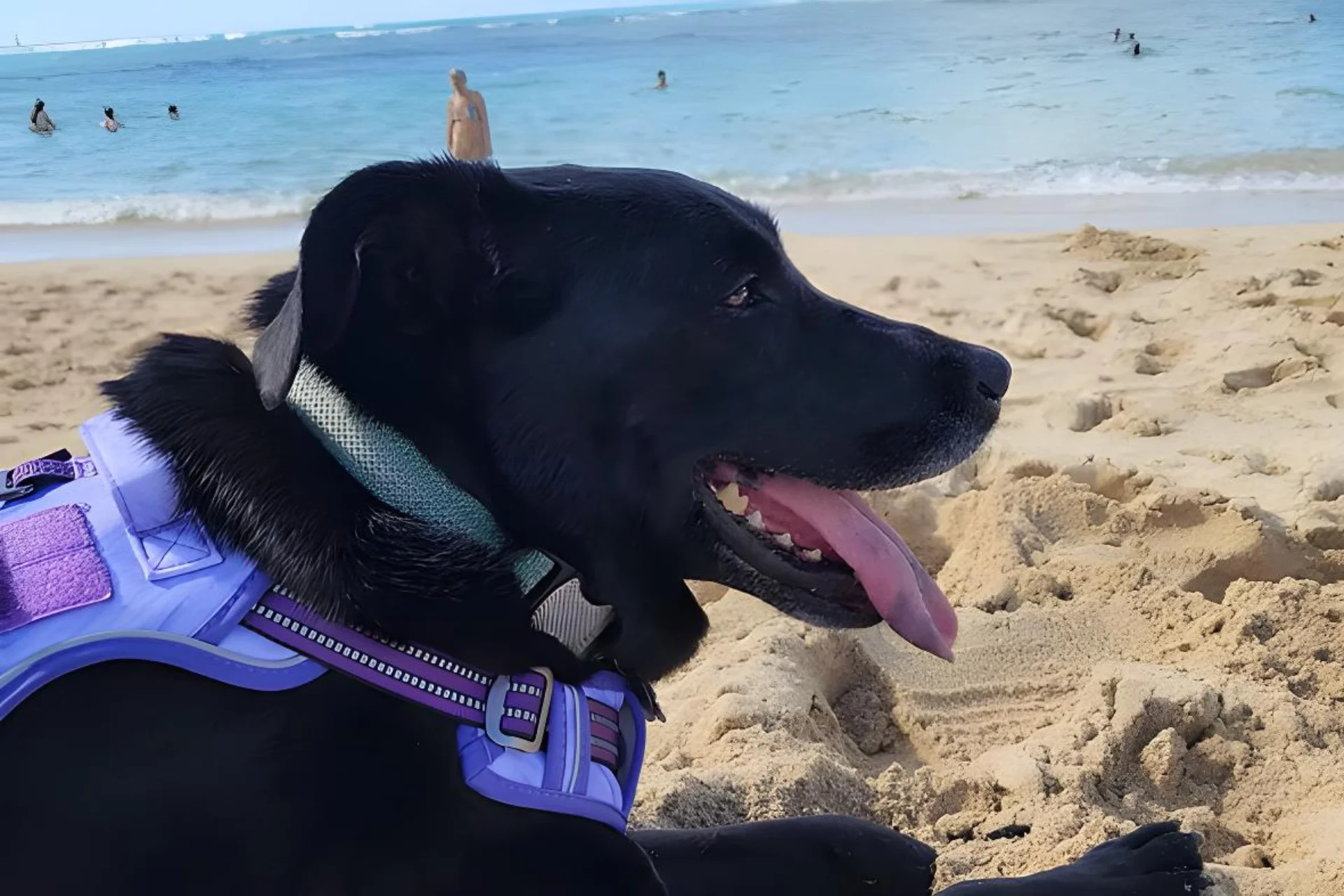 Bringing Pets To Hawaii Rules in 2025 | Requirements for Dog Quarantine % After passing Hawaii dog quarantine rules