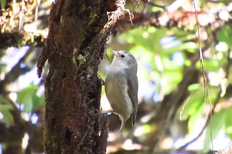 Akikiki in search of food at Kokee State Park
