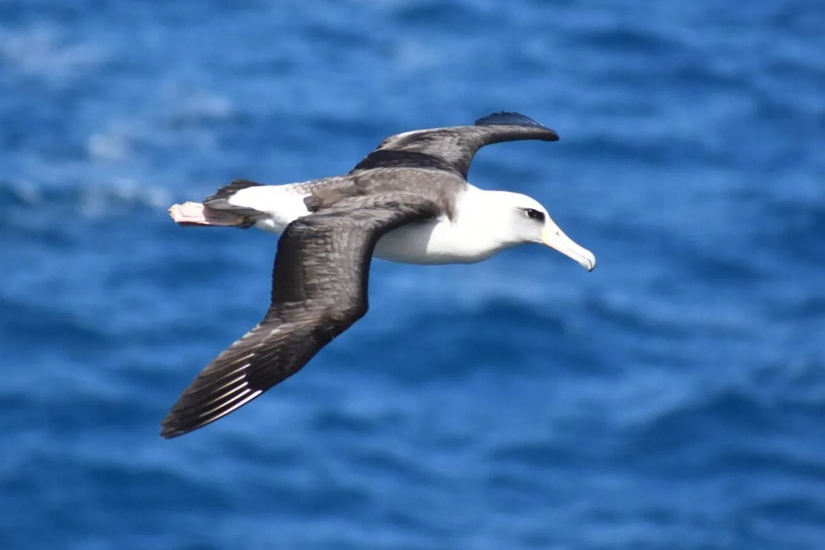 10 White Birds in Kauai Hawaii: Easy to find and Beautiful to Watch % Albatross A white birds in Kauai Hawaii