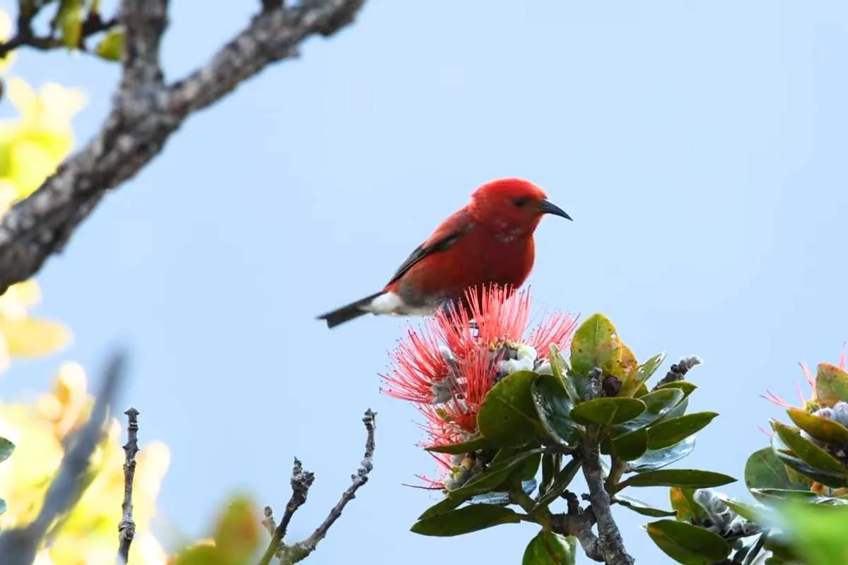 Native Birds of Kauai: Explore Their Beauty and Facts % Apapane sitting on 'Ōhi'a tree