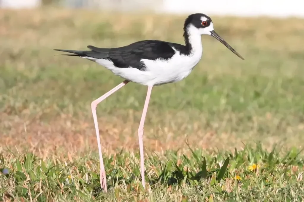 Beautiful Hawaiian Stilt Beautiful Hawaiian Stilt