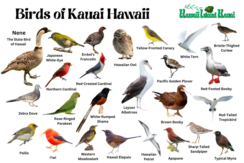 Birds of Kauai Pictures birds of Kauai pictures and photos
