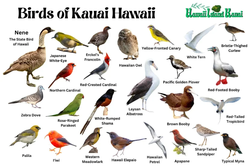 Hawaii Island Kauai: Discover Nature’s Tropical Paradise