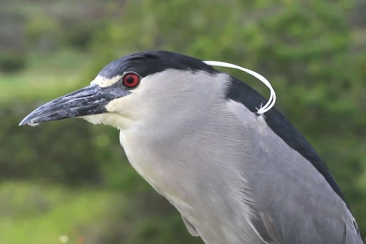 10 White Birds in Kauai Hawaii: Easy to find and Beautiful to Watch % Black- Crowned Night Heron