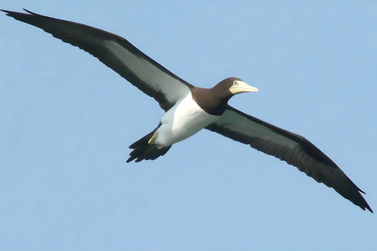 7 Stunning Hawaii Seabirds And Tips to Watch on the Kauai Island % Brown Booby: A beautiful member of Hawaii seabirds
