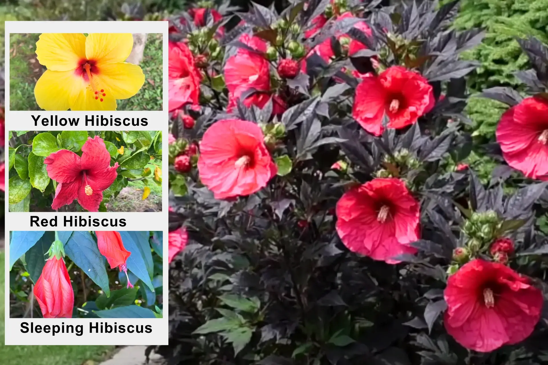 Foraging Hawaii: The Best Valuable Backyard & Wild Edible Plants % Chinese hibiscus with three different types Yellow, Red and Sleeping Hibiscus