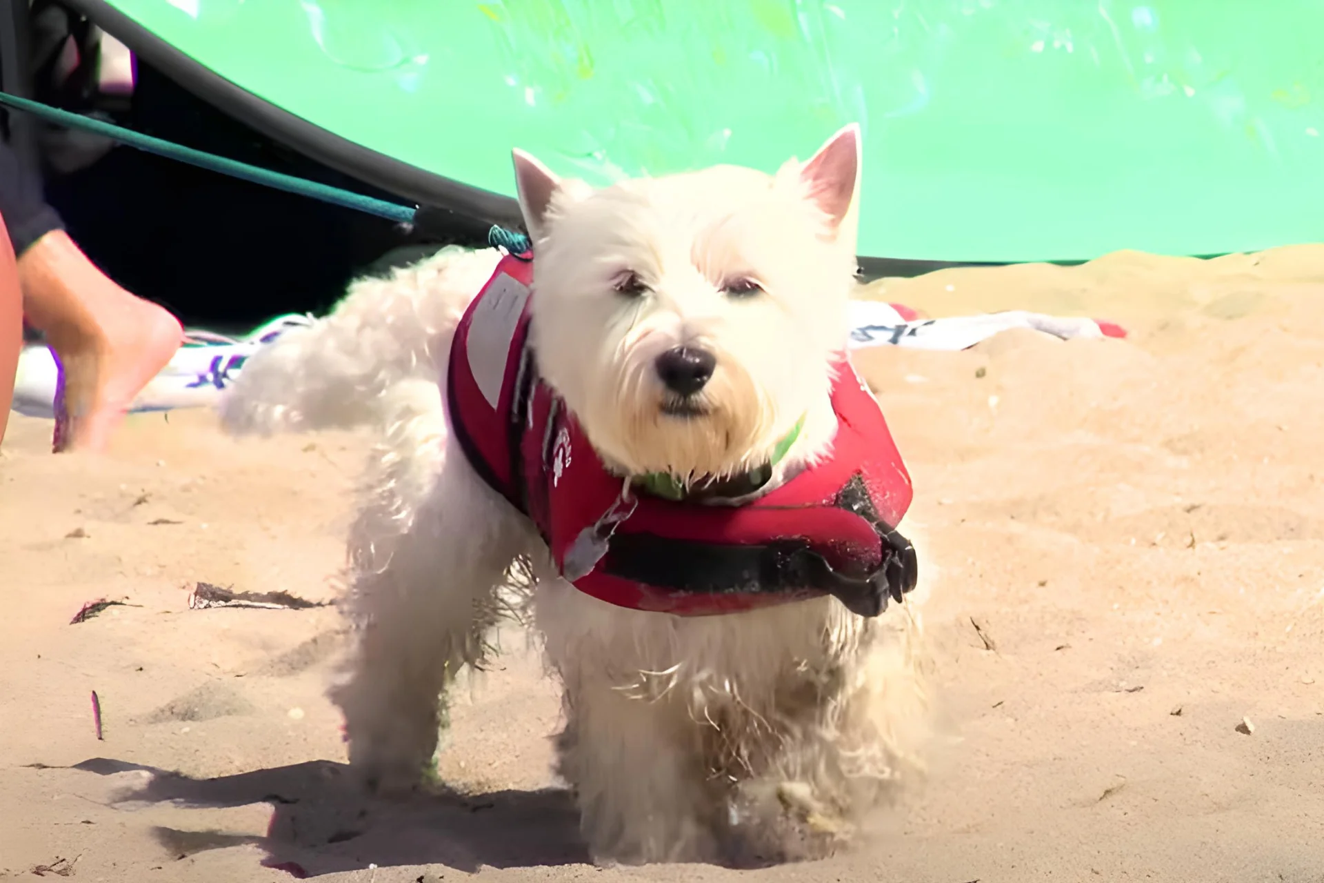 Bringing Pets To Hawaii Rules in 2025 | Requirements for Dog Quarantine % Dogs at Hawaii