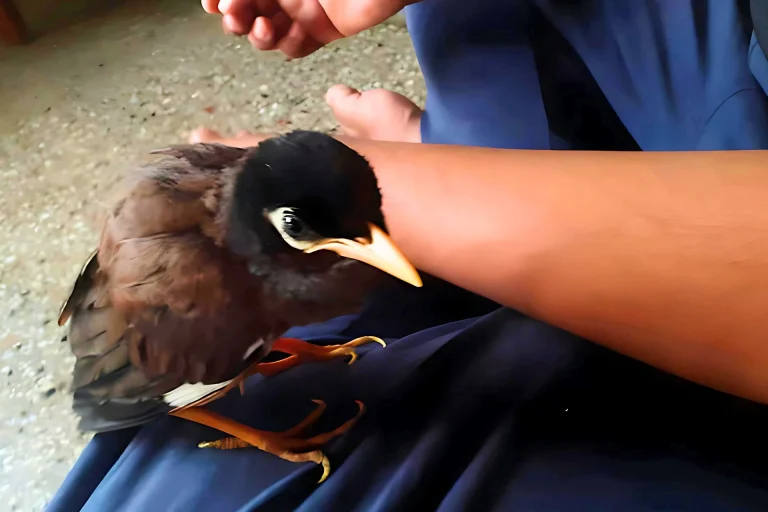 Feeding and Caring A Sick Myna In Kauai