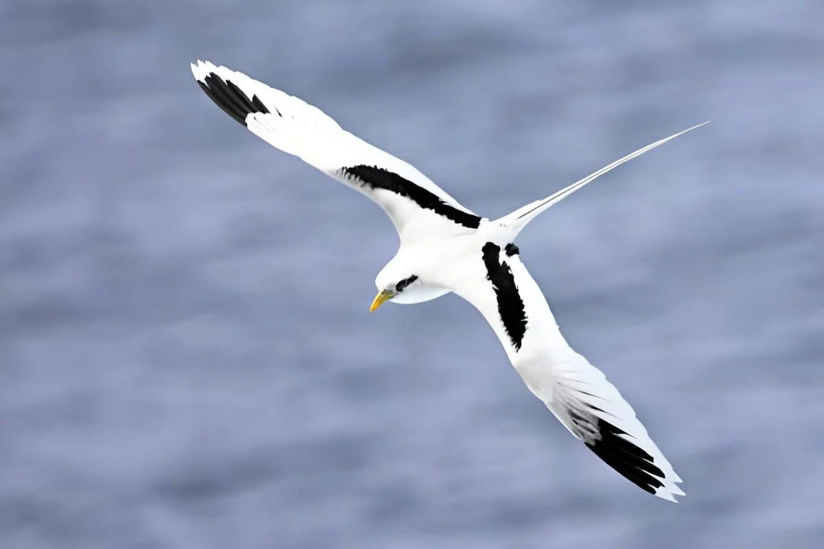 White-tailed tropicbird Flying White Tailed Tropic Bird