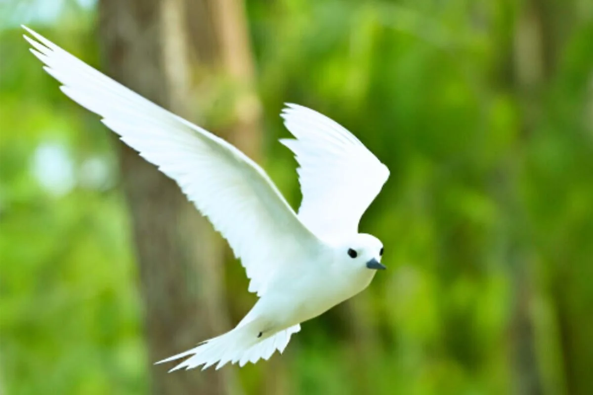 White Tern Flying White Tern
