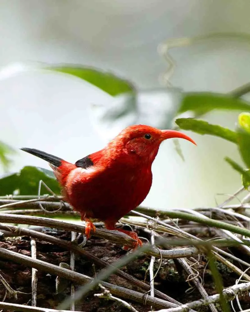 Bridging Worlds: How AI and Hawaiian Oli Chant Are Saving Native Birds % I'iwi, birds sitting in his nest in Kauai. It is best used in Hawaiian Oli Chants