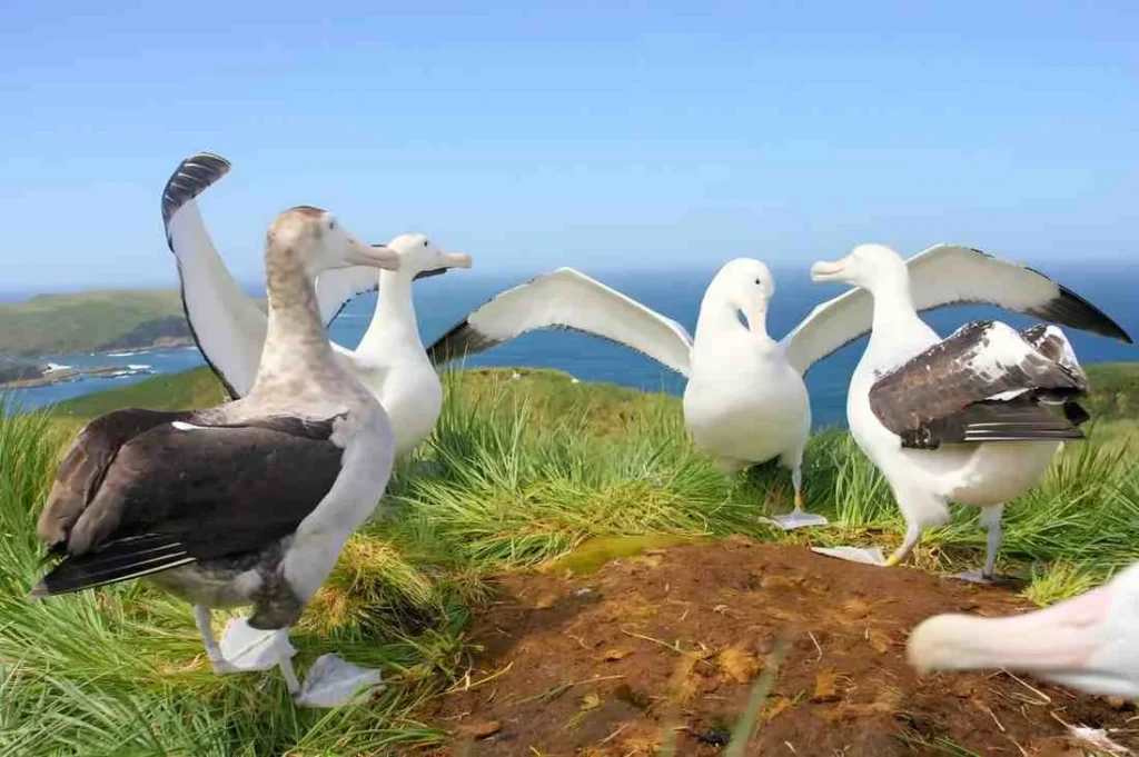 10 White Birds in Kauai Hawaii: Easy to find and Beautiful to Watch % Laysan-albatross Court ship dance