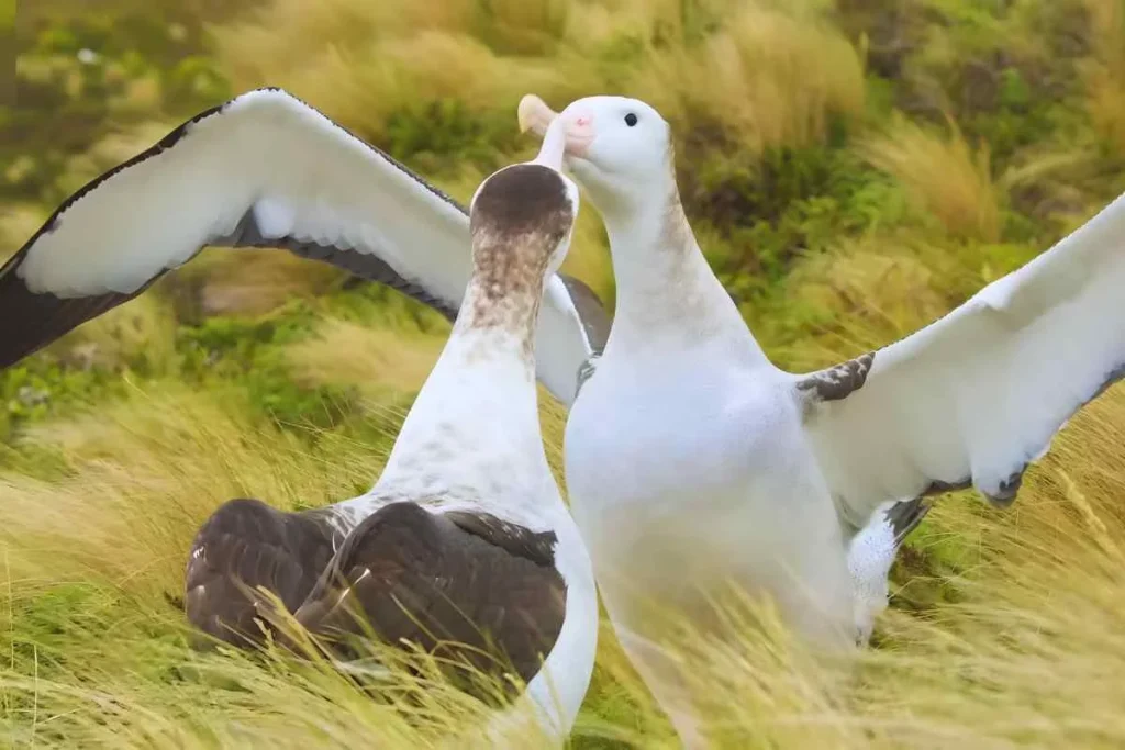 10 White Birds in Kauai Hawaii: Easy to find and Beautiful to Watch % Laysan albatross doing courtship dance