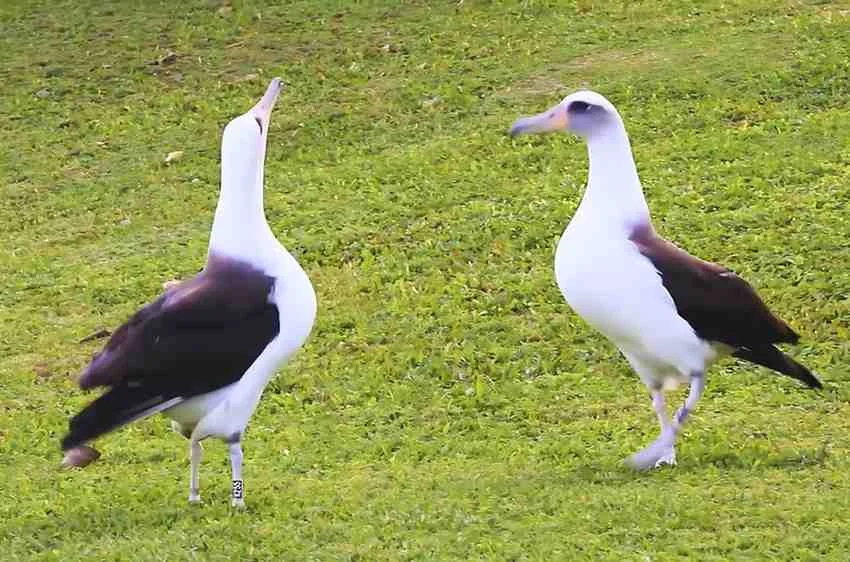 10 White Birds in Kauai Hawaii: Easy to find and Beautiful to Watch % Laysan albatross Court ship dance