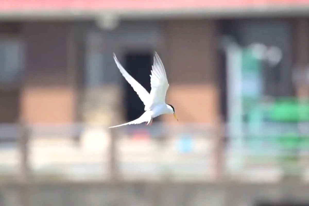 10 White Birds in Kauai Hawaii: Easy to find and Beautiful to Watch % Little Tern Flying In Kauai