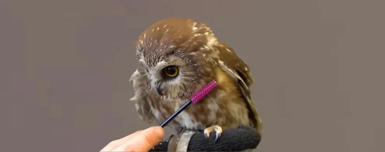 Mascara Wands for Wildlife feature image