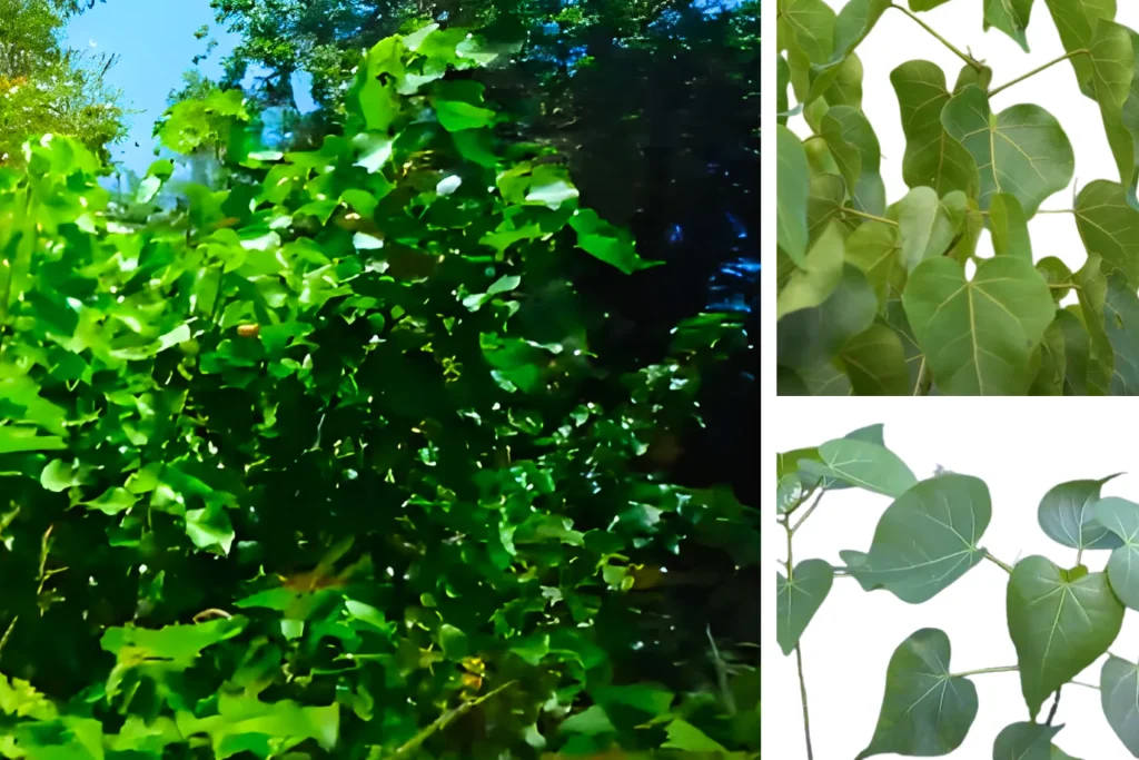 Foraging Hawaii: The Best Valuable Backyard & Wild Edible Plants % Milo Tree at Hawaii