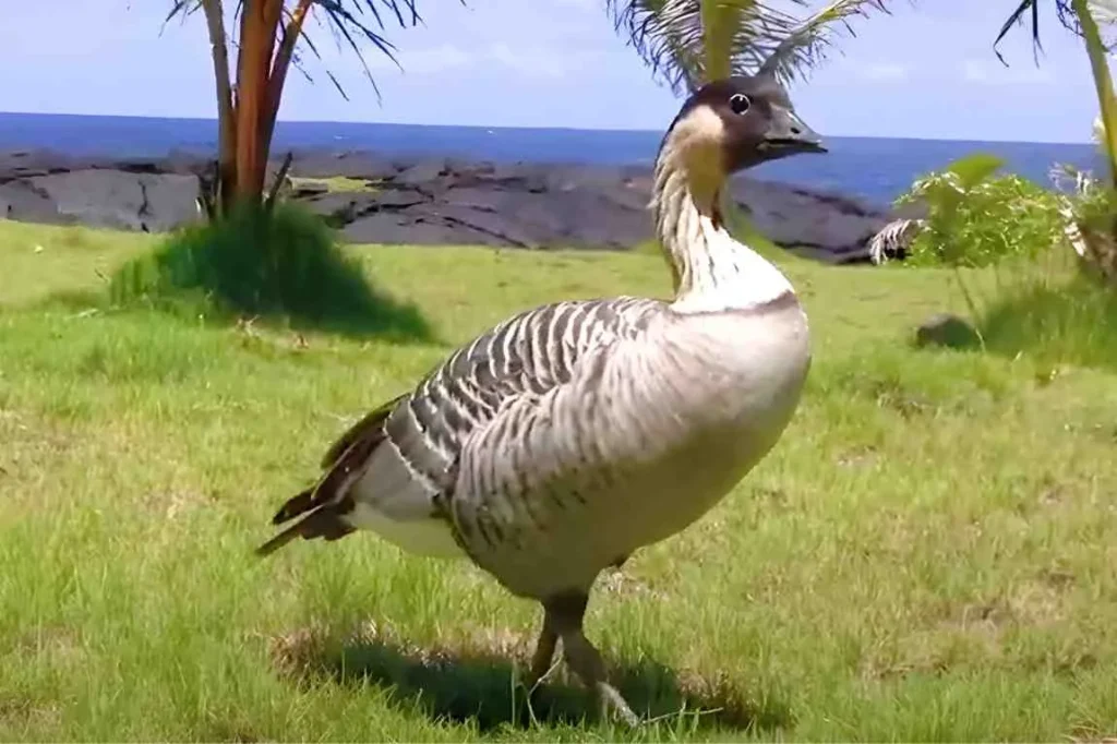 39 Must-See Birds of Kauai: A Colorful Hawaiian Experience % Nene The state bird