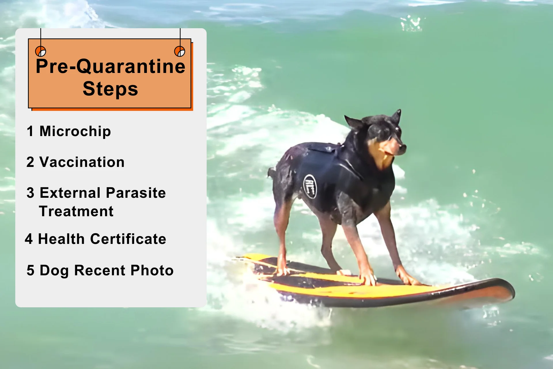 Bringing Pets To Hawaii Rules in 2025 | Requirements for Dog Quarantine % Pre-Quarantine Steps for dog arrival in Hawaii