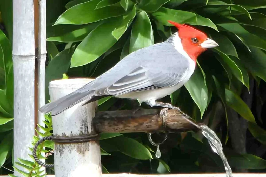 Red-crested cardinal