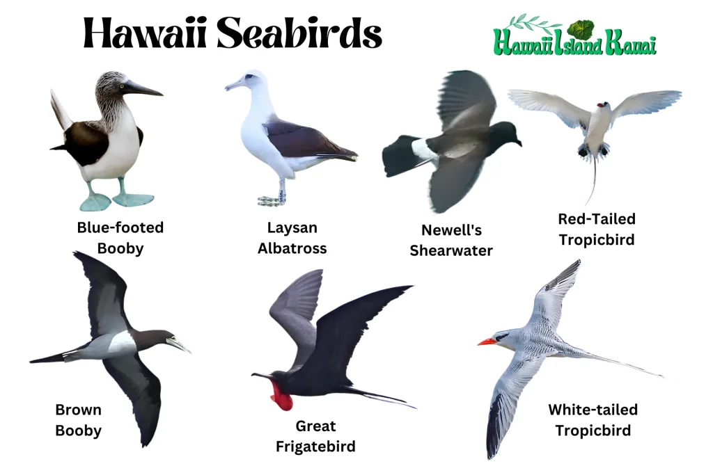 Hawaiian seabirds Hawaii seabirds, Multiple birds
