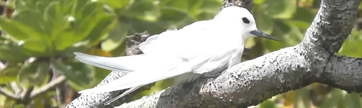 10 White Birds in Kauai Hawaii: Easy to find and Beautiful to Watch % White Bird in Kauai. white tern