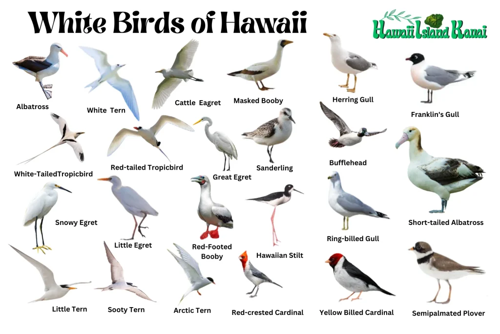 White birds of Hawaii White Birds of Hawaii, multiple birds