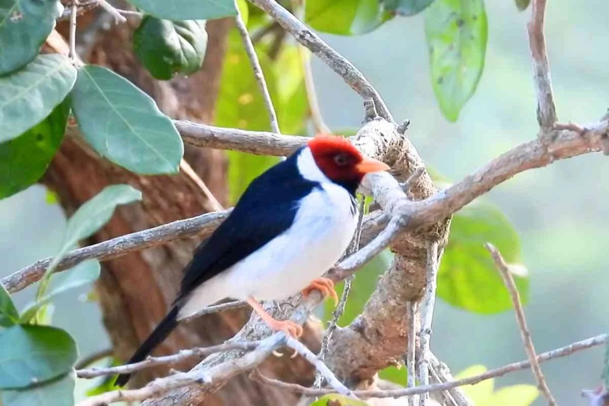 Yellow-Billed Cardinal Yellow-Billed Cardinal Sitting On Tree Branch