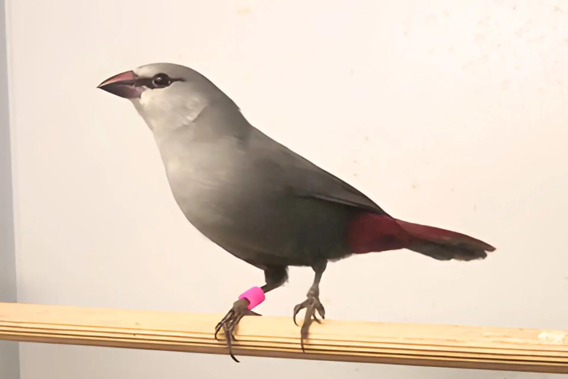 Lavender Waxbill: A Beautiful Red-tailed Kauai Finch % A Red-tailed Waxbill in captivity