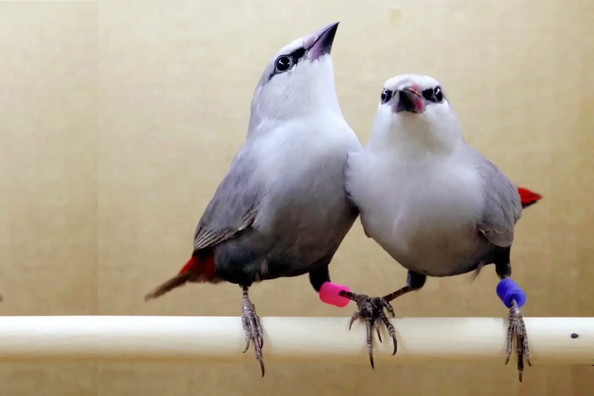 Lavender Waxbill: A Beautiful Red-tailed Kauai Finch % A pair of Lavender Finch