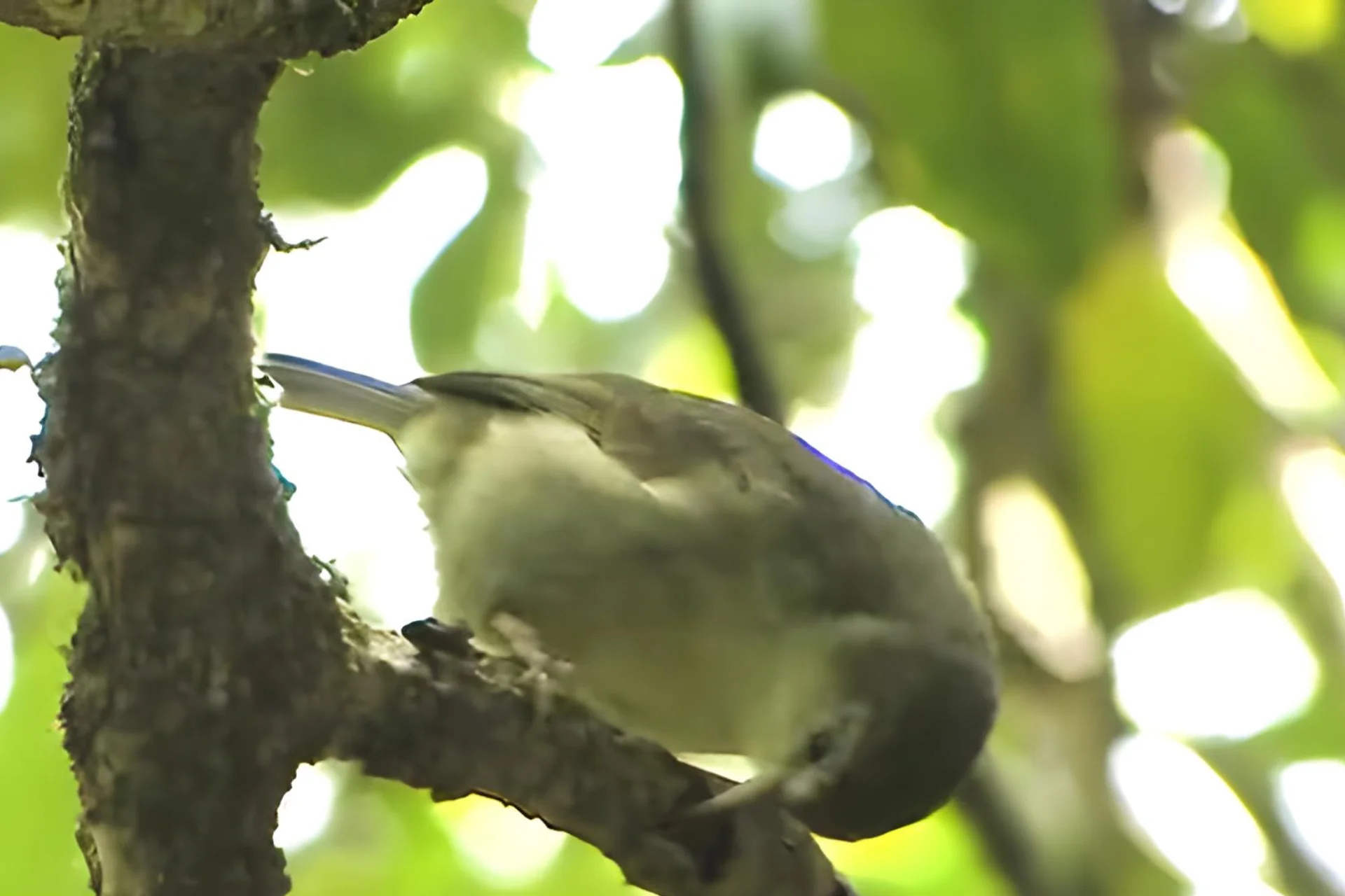 Akikiki Bird: A Rare and Beautiful Endangered Honeycreeper of Kauai % Akikiki searching for food