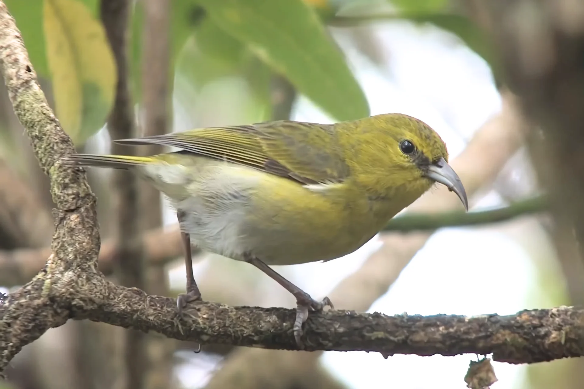 Kauai Amakihi is A Resilient Green Bird of Kauai, Hawaii % Amakihi of Kauai sitting on a branch