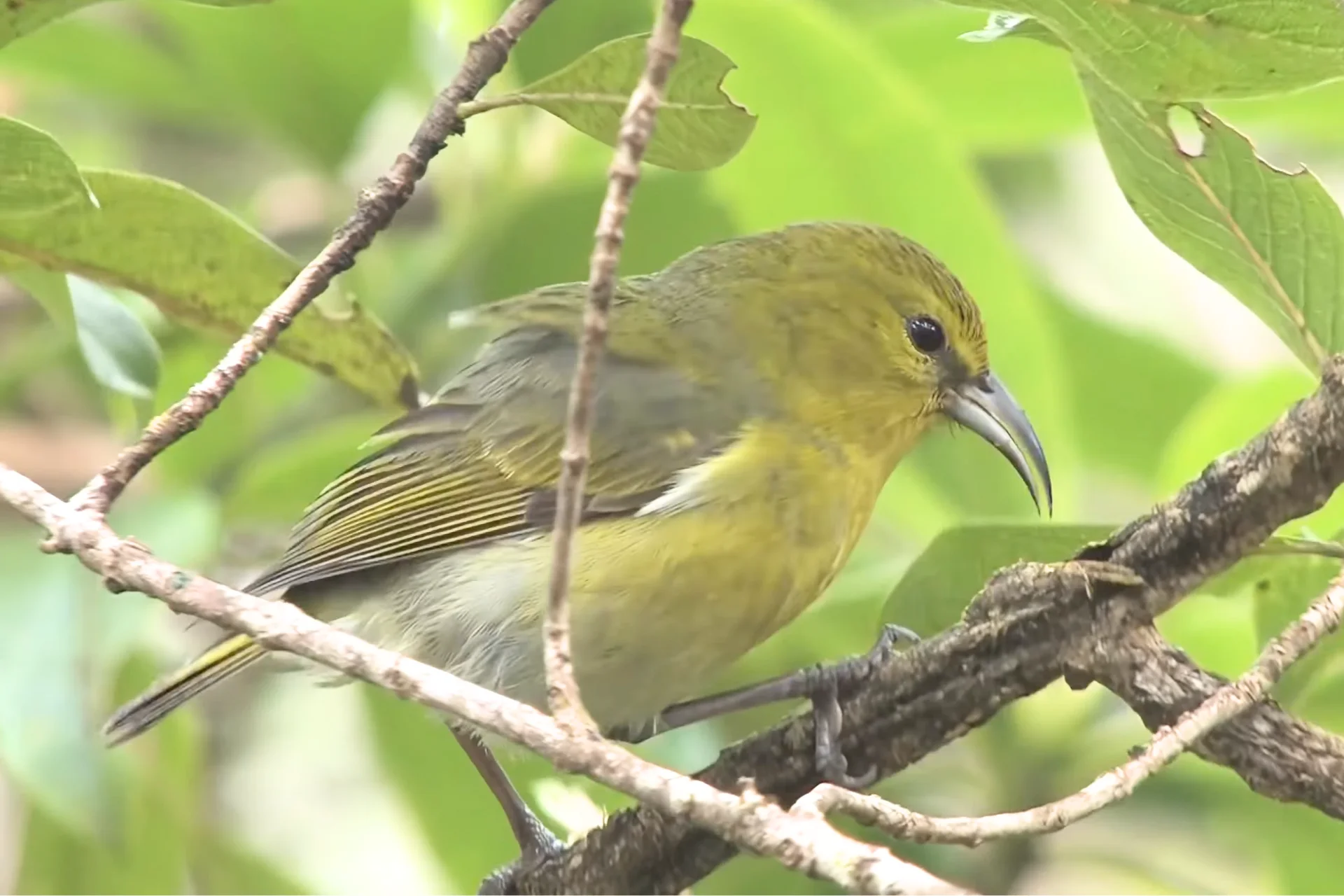 Kauai Amakihi is A Resilient Green Bird of Kauai, Hawaii % Amakihi sitting on a branch