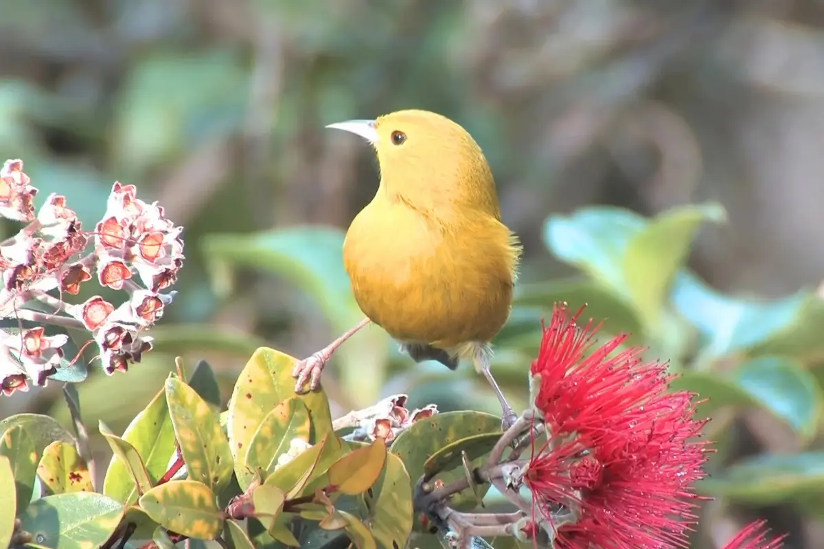 Anianiau | (A Small Yellow Honeycreeper of Kauai, Hawaii) % Anianiau in Kauai sitting on ohia tree