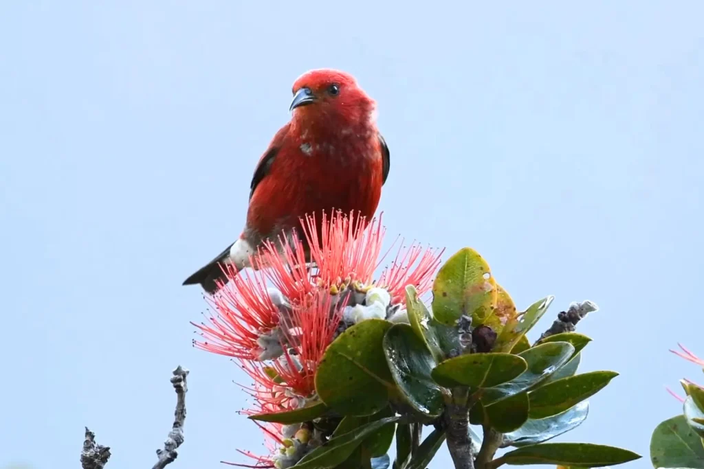 Birds of Hawaii Photos: Discover the Beautiful Wildlife % Apapane sitting on ‘ōhi‘a tree