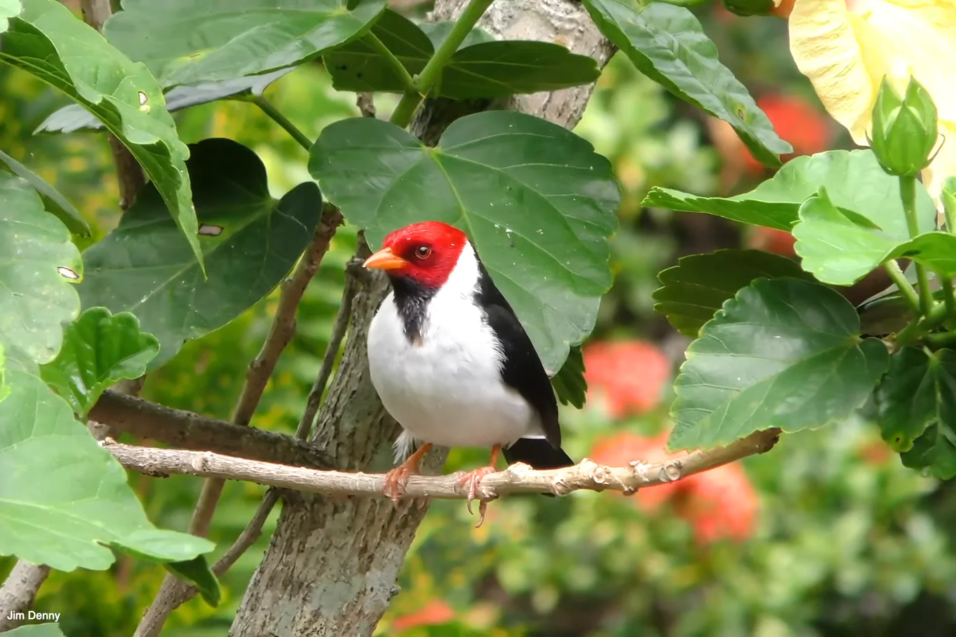 Yellow-Billed Cardinal | (A Beautiful Red Bird of Kauai, Hawaii) % Beautiful Cardinal