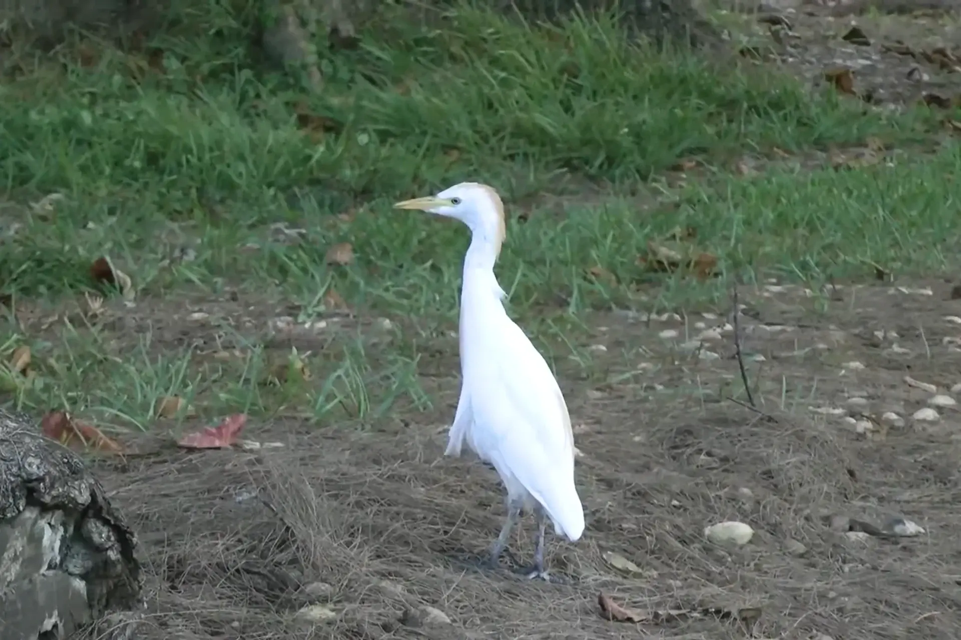 % Beautiful Cattle Egret
