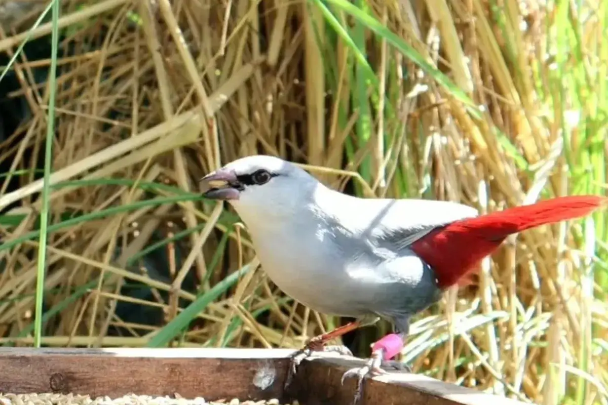 Lavender Waxbill: A Beautiful Red-tailed Kauai Finch % Beautiful Lavender Finch