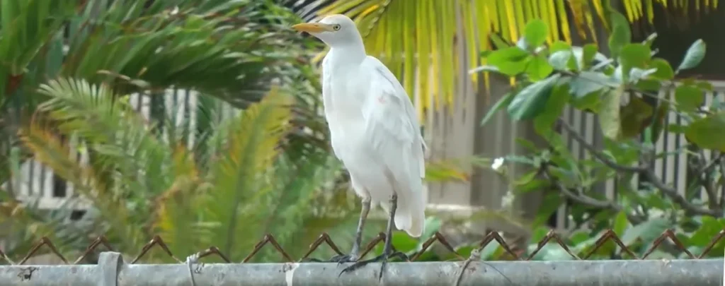 Cattle Egret Feature image