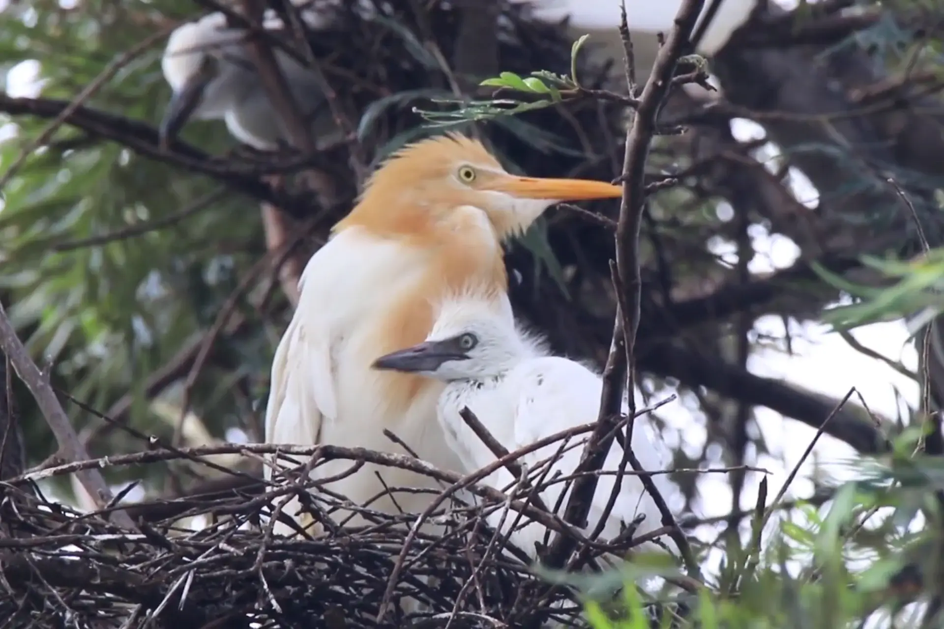 % Cattle egret with its chick in the nest