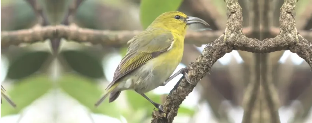 Birds of Hawaii Photos: Discover the Beautiful Wildlife % Feature Image Kauai Amakihi