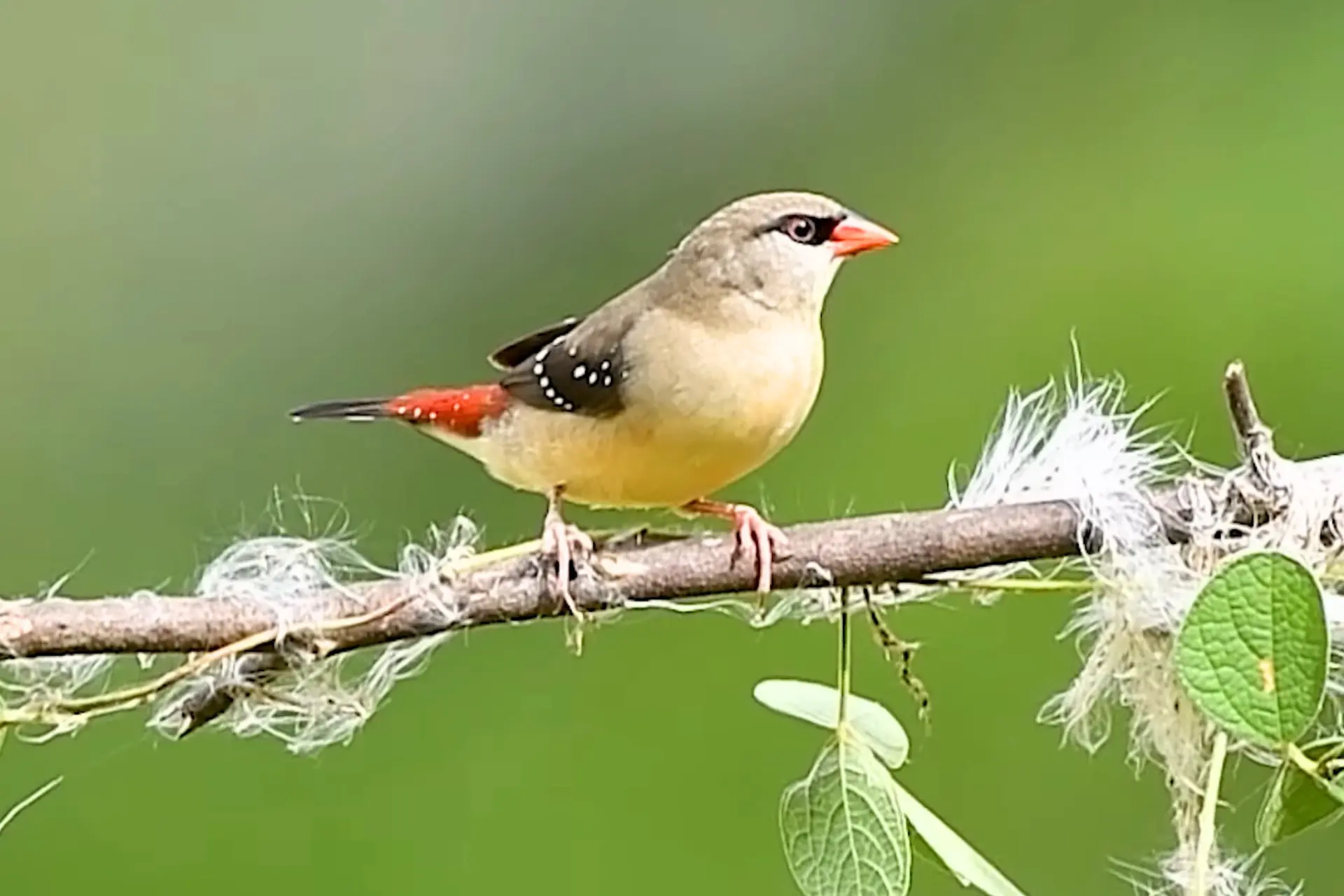 Beautiful Strawberry Finch: A Colorful Bird in Garden Island % Female Red Munia