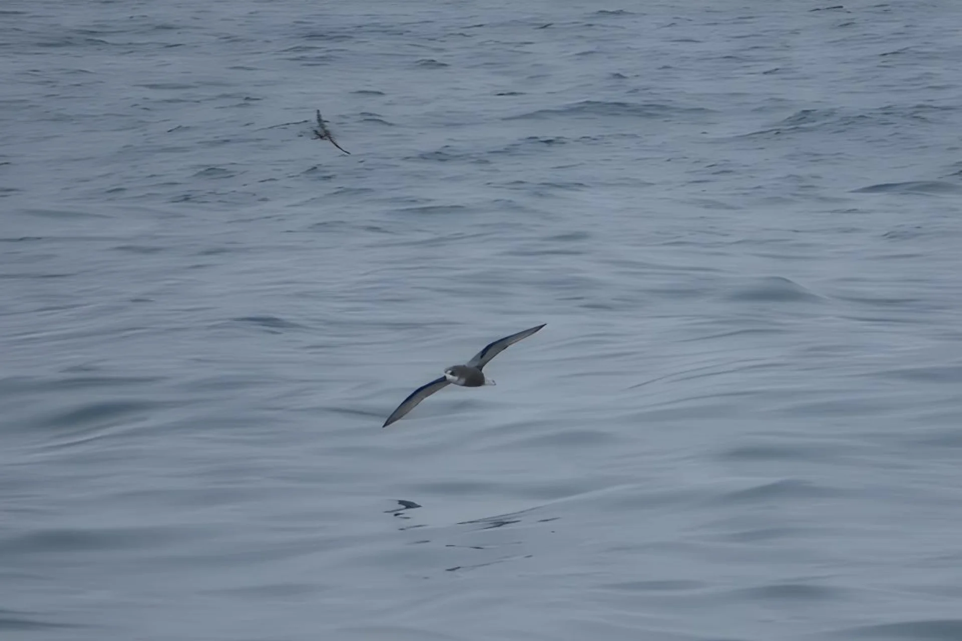 Hawaiian Petrel | ʻUaʻu A Beautiful Endangered Seabird % Hawaiian Seabird
