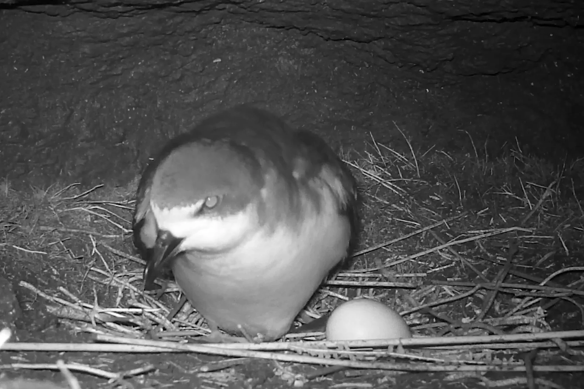Hawaiian Petrel | ʻUaʻu A Beautiful Endangered Seabird % Hawaiian Petrol in her nest night camera view