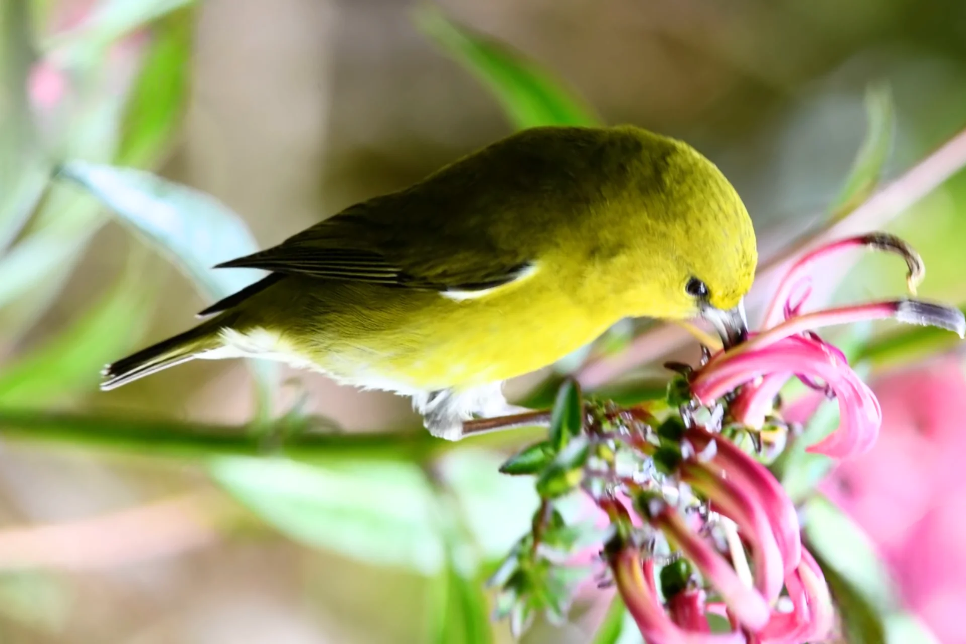 Kauai Amakihi is A Resilient Green Bird of Kauai, Hawaii % Kauai Amakihi feeing nectar