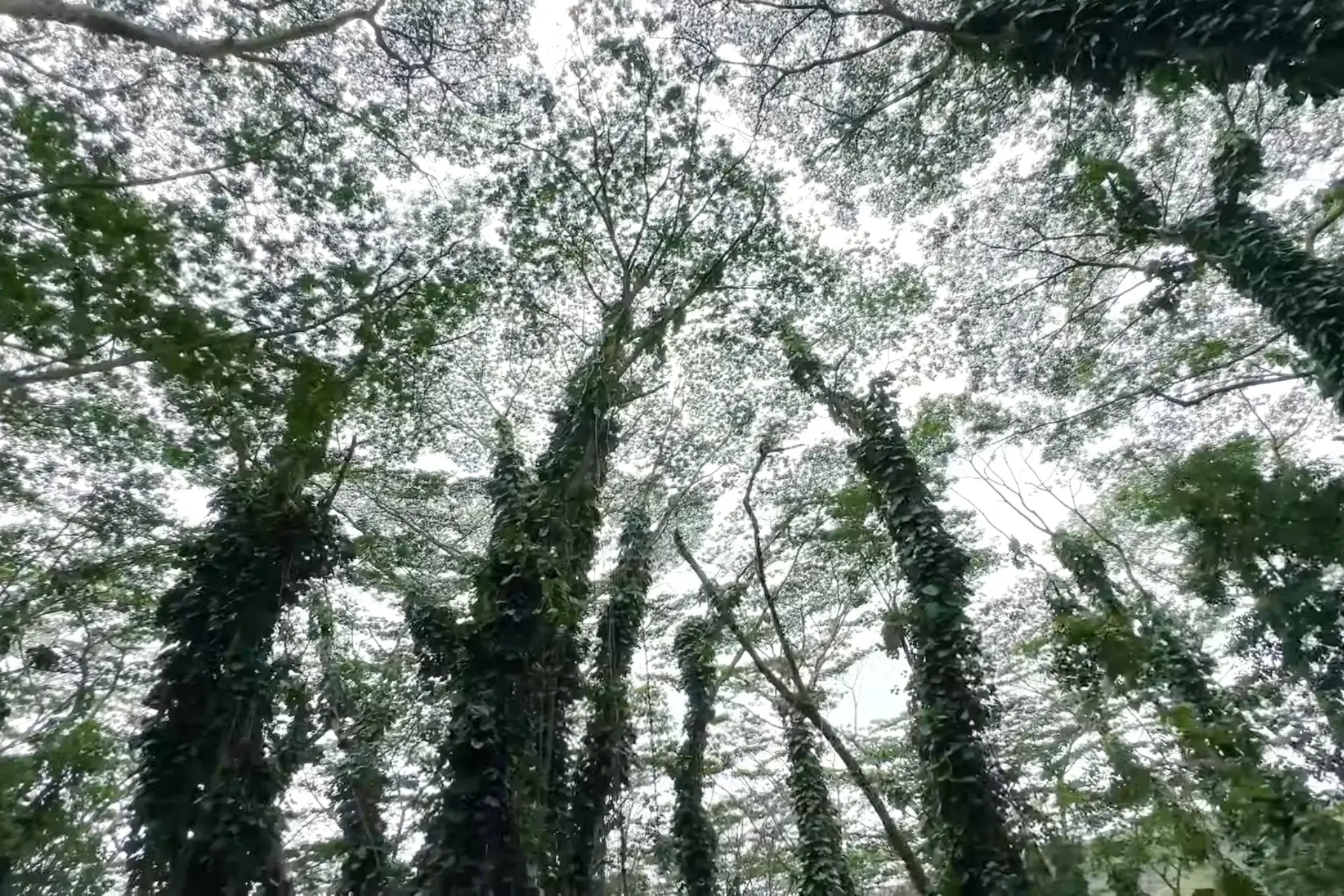 7 The Best Kauai Botanical Gardens With Wonderful Tours % Kauai Botanical Gardens-Jurassic Park Trees in Kauai