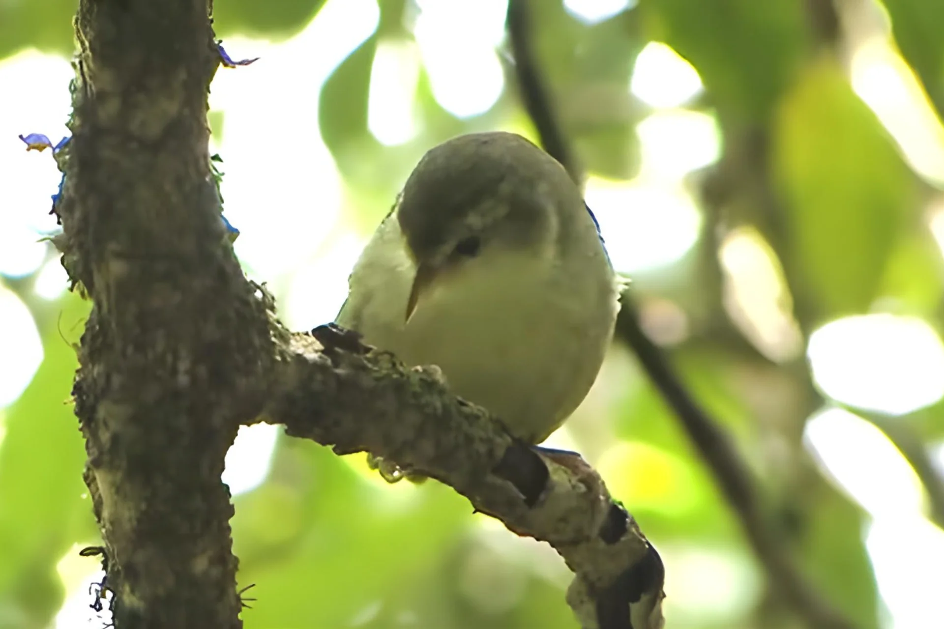 Akikiki Bird: A Rare and Beautiful Endangered Honeycreeper of Kauai % Kauai Creeper searching the food