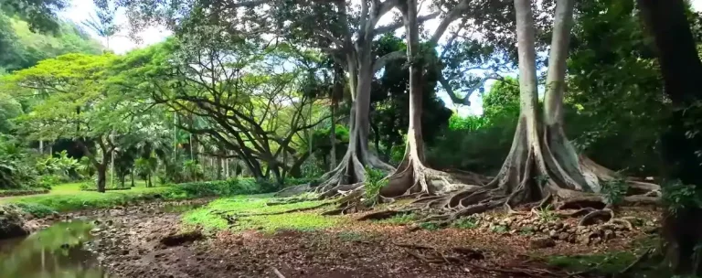 Kauai Jurassic Park Feature Image.