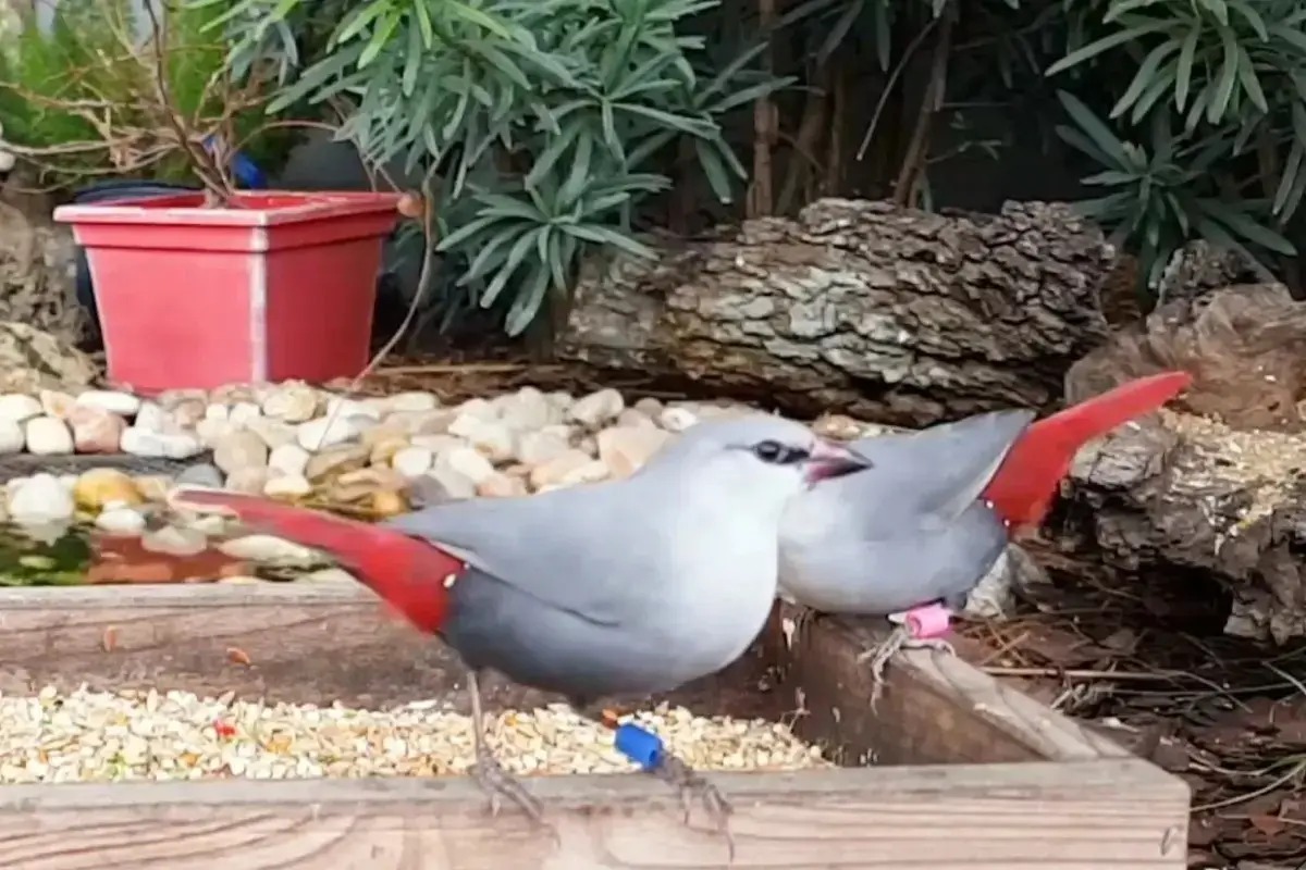 Lavender Waxbill: A Beautiful Red-tailed Kauai Finch % Lavender Waxbills feeding seeds