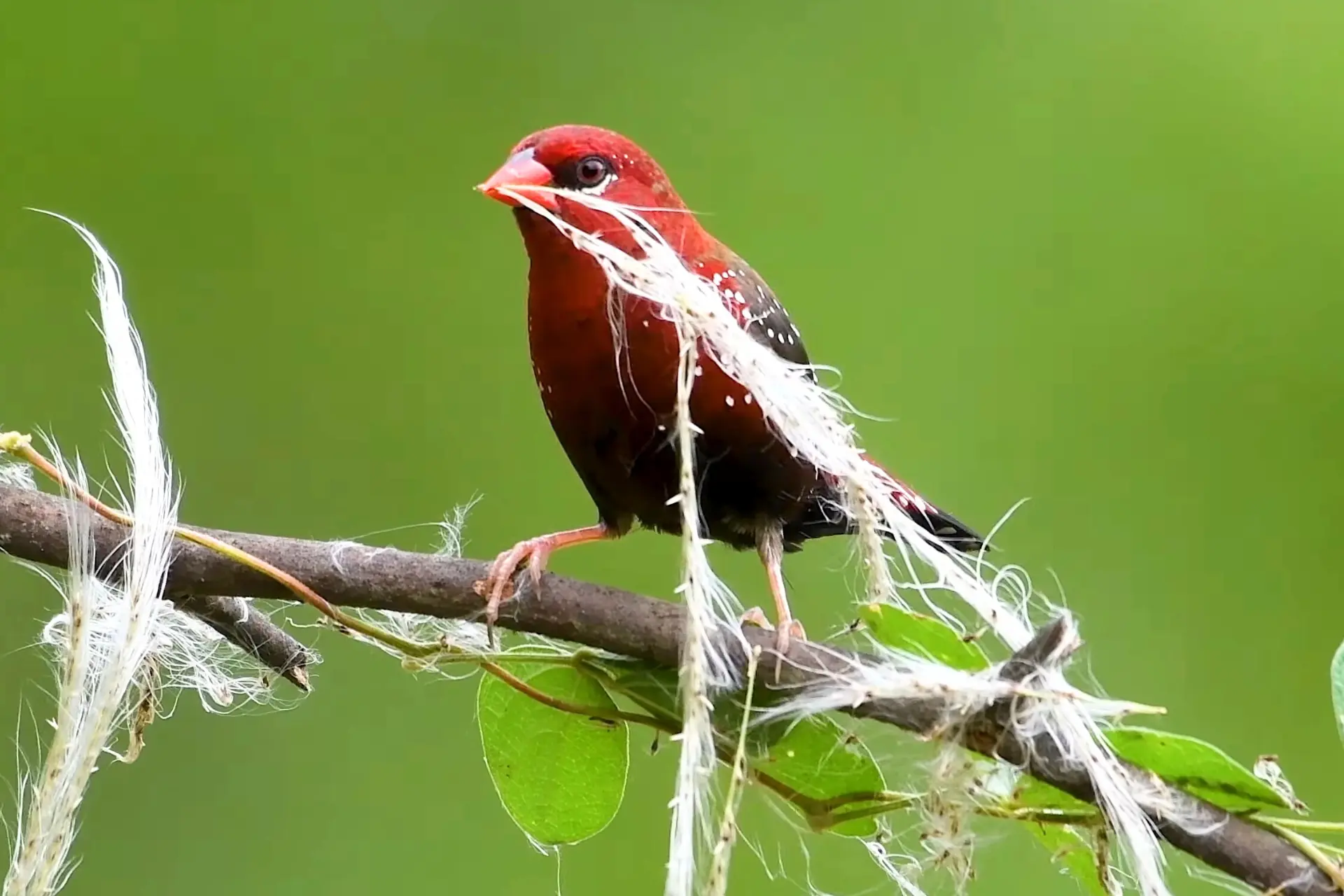 Beautiful Strawberry Finch: A Colorful Bird in Garden Island % Male Red Munia preparing his nest